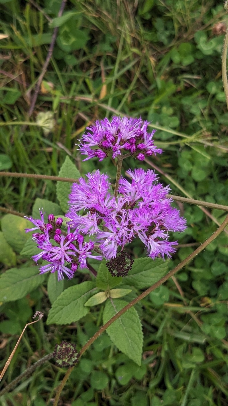 Bothriocline ruwenzoriensis photo 5