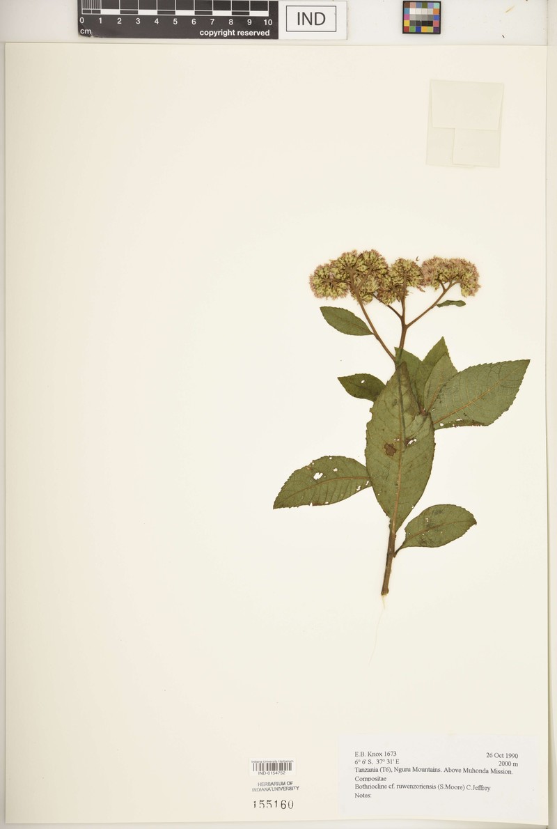Bothriocline ruwenzoriensis photo 6