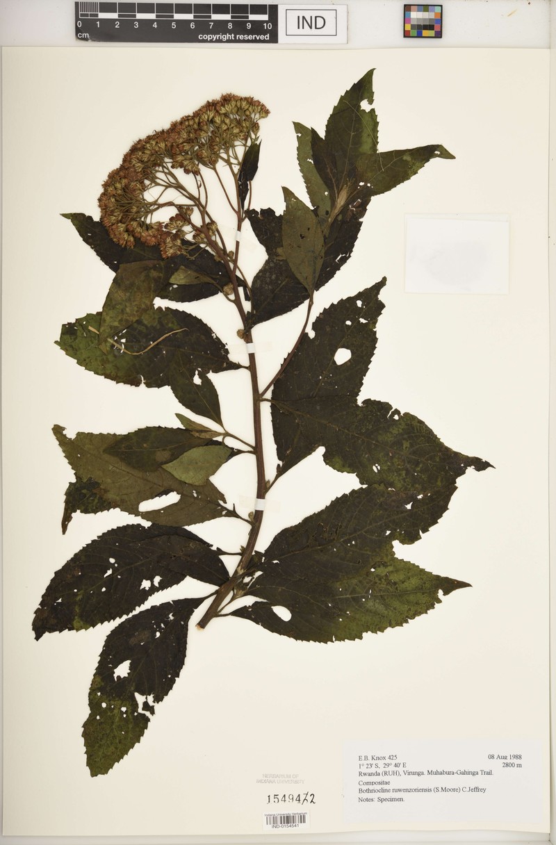 Bothriocline ruwenzoriensis photo 7
