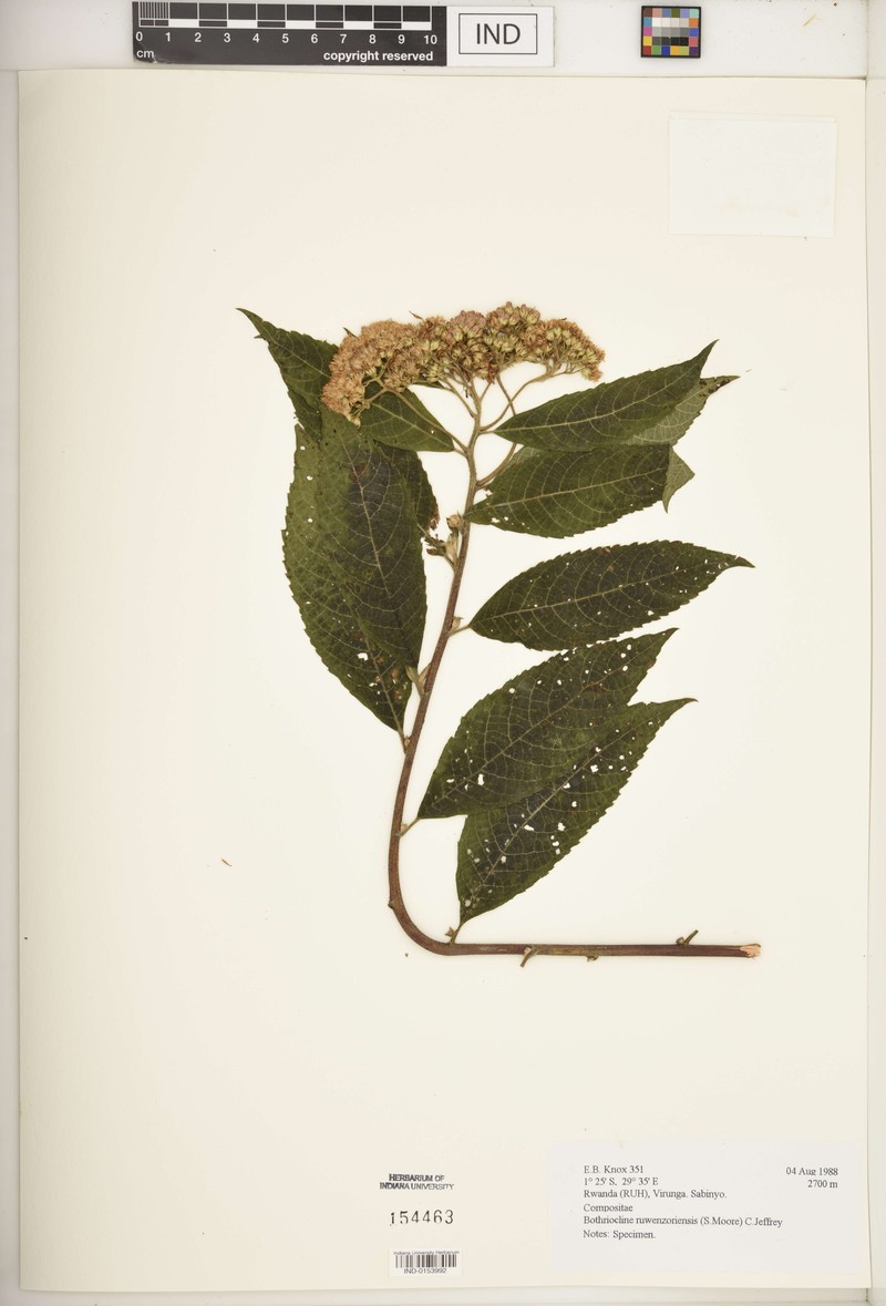 Bothriocline ruwenzoriensis photo 8