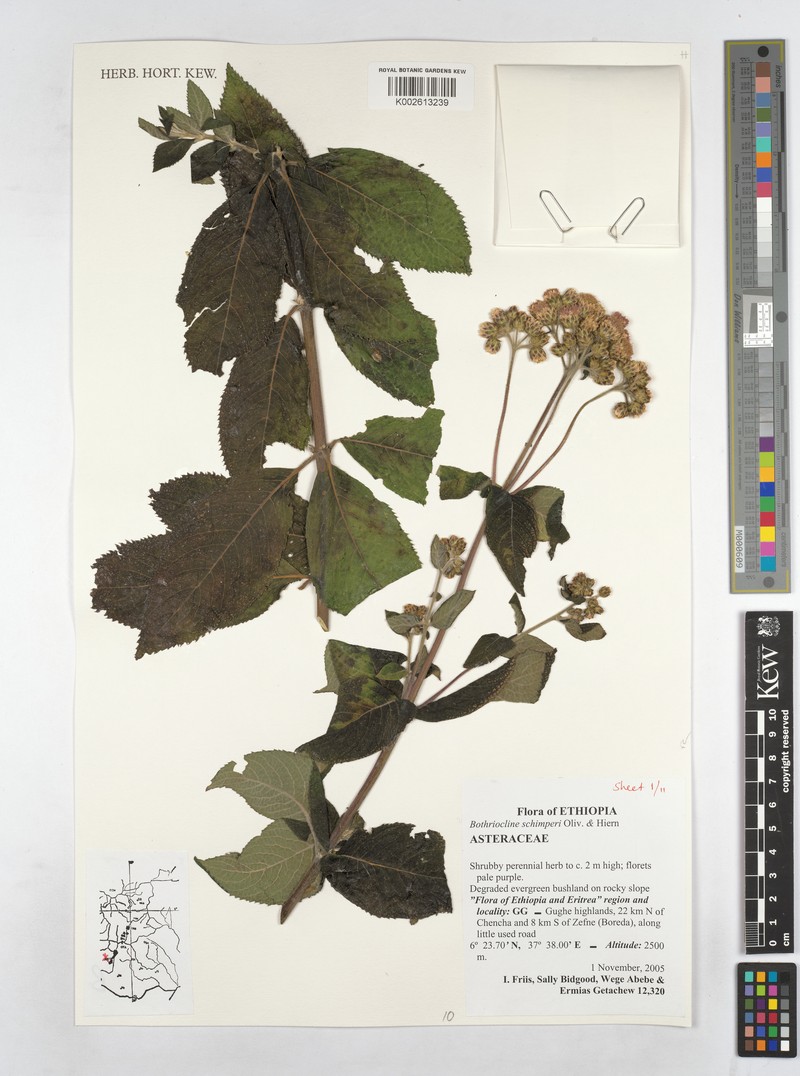 Bothriocline schimperi