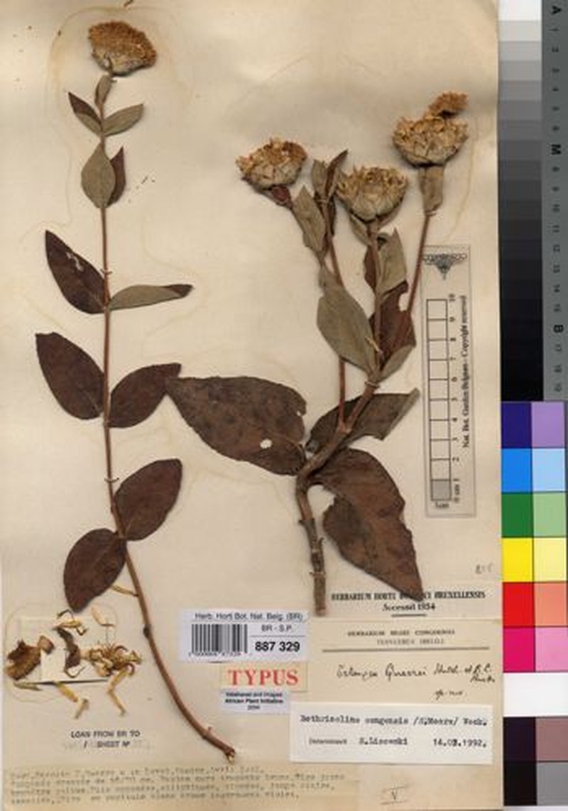 Bothriocline sengensis