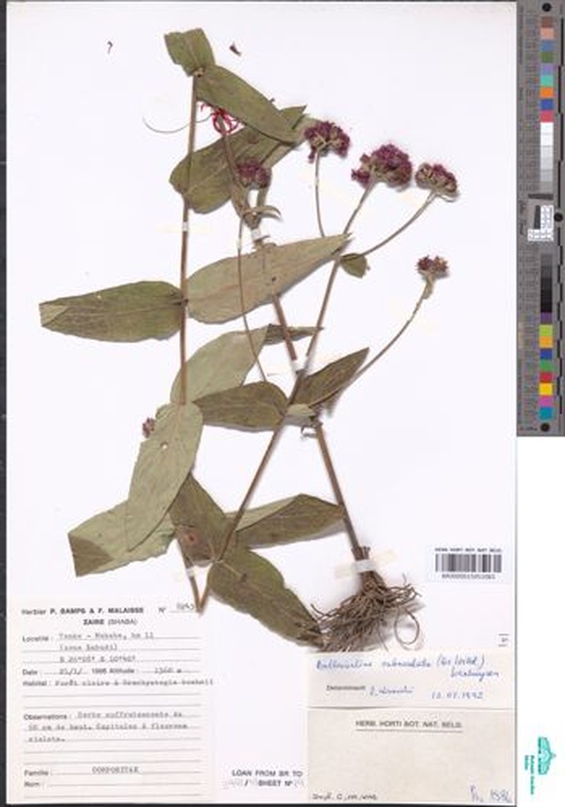 Bothriocline subcordata