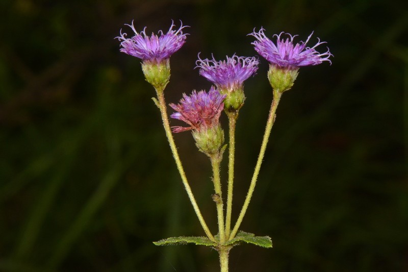 Bothriocline trifoliata