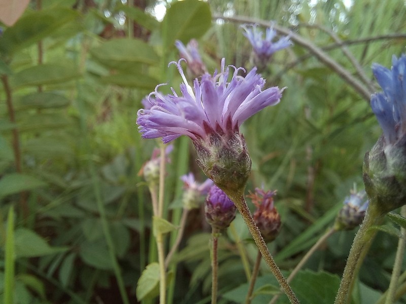 Bothriocline trifoliata photo 2