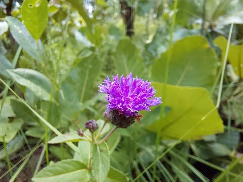 Bothriocline trifoliata photo 3