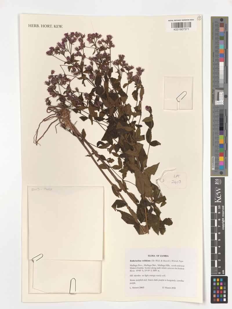 Bothriocline trifoliata photo 6