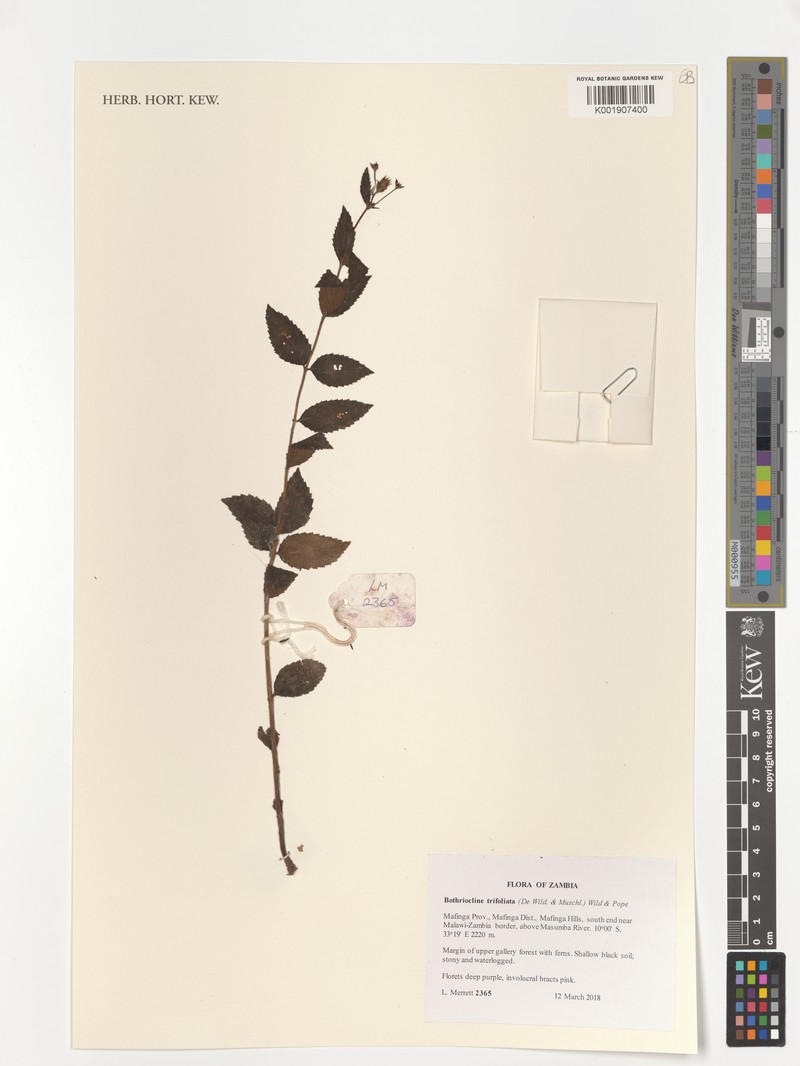 Bothriocline trifoliata photo 7