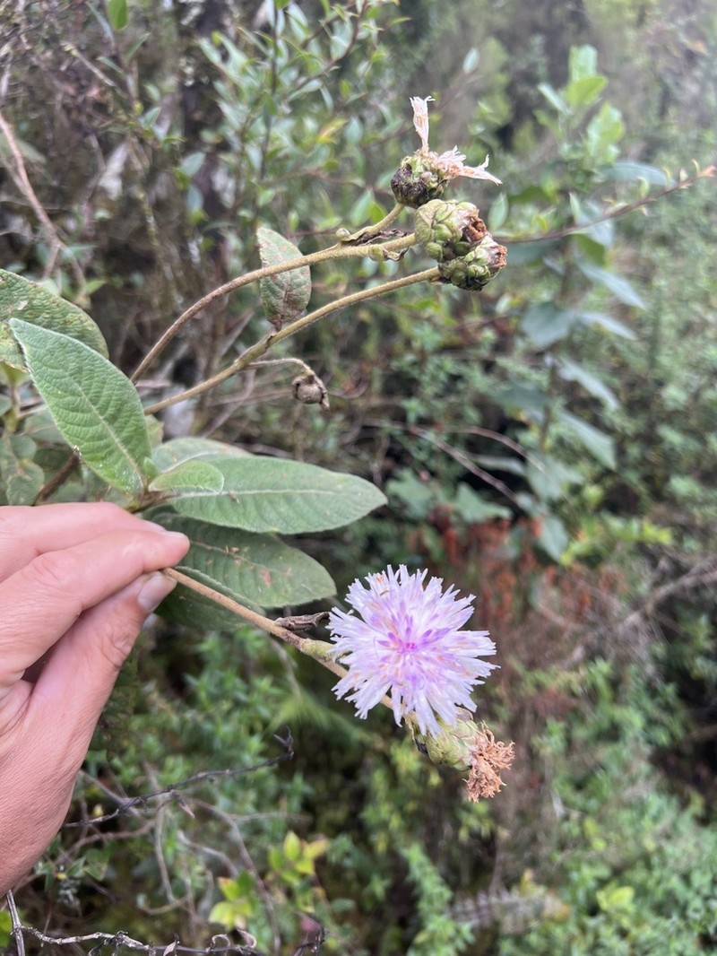 Bothriocline ugandensis