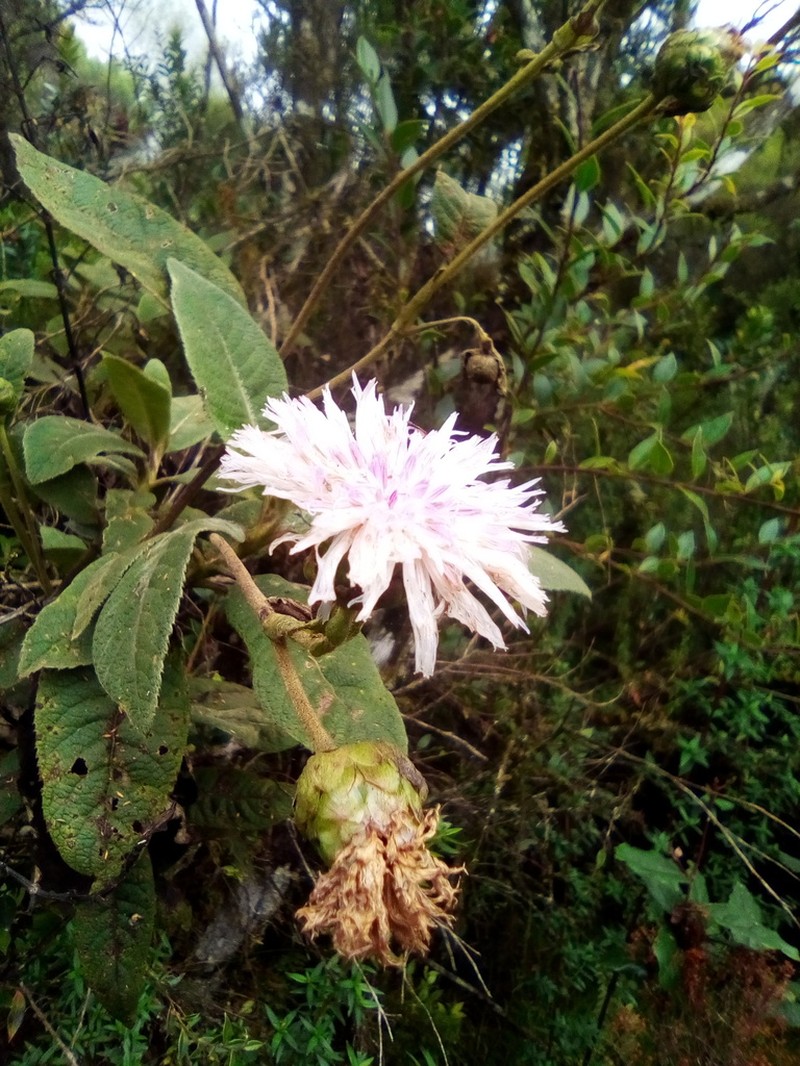 Bothriocline ugandensis photo 2
