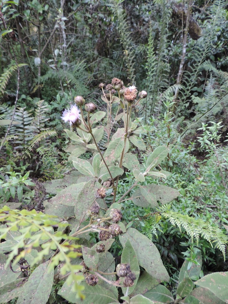 Bothriocline ugandensis photo 4