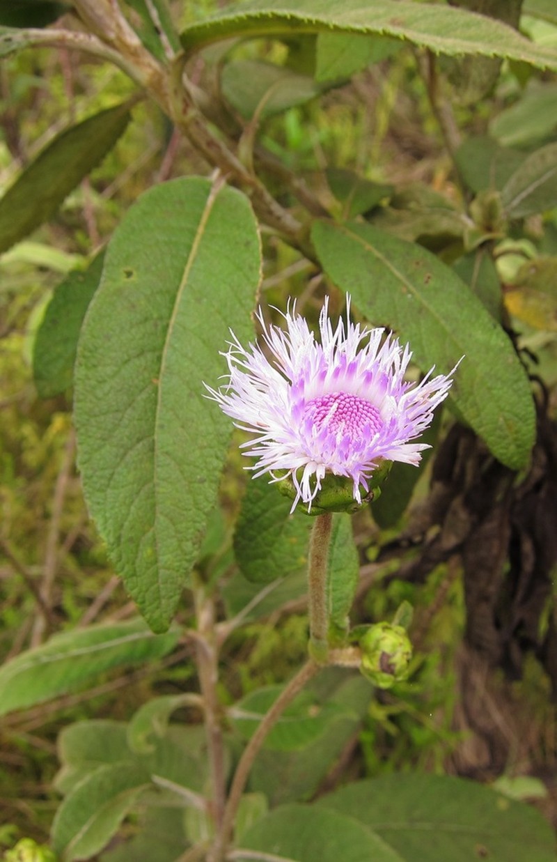 Bothriocline ugandensis photo 6