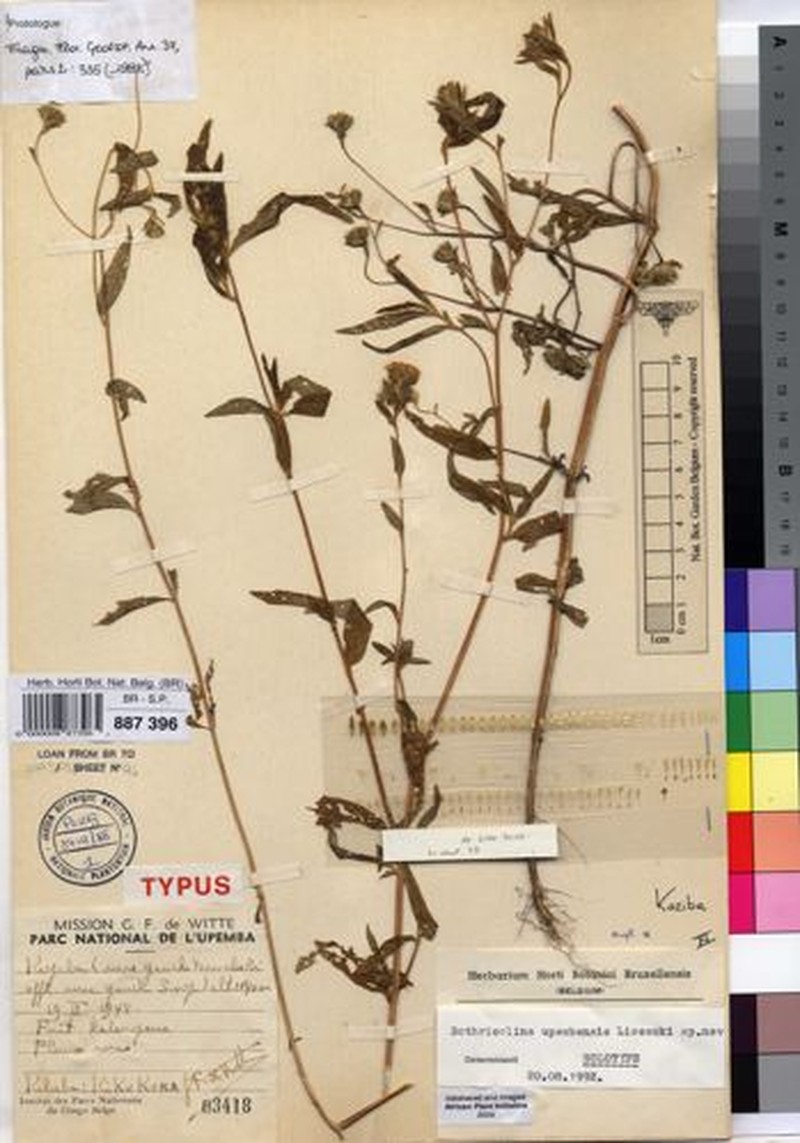 Bothriocline upembensis