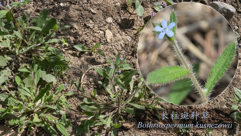 Bothriospermum longistylum