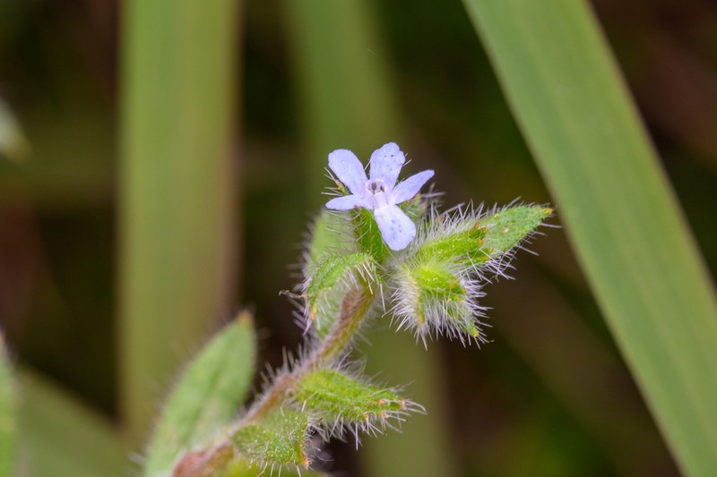 Bothriospermum longistylum photo 2