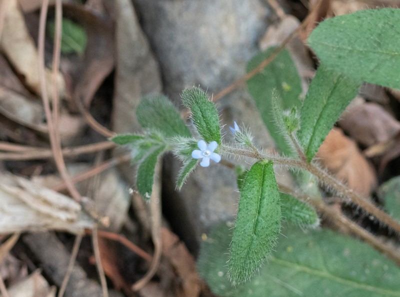 Bothriospermum longistylum photo 3