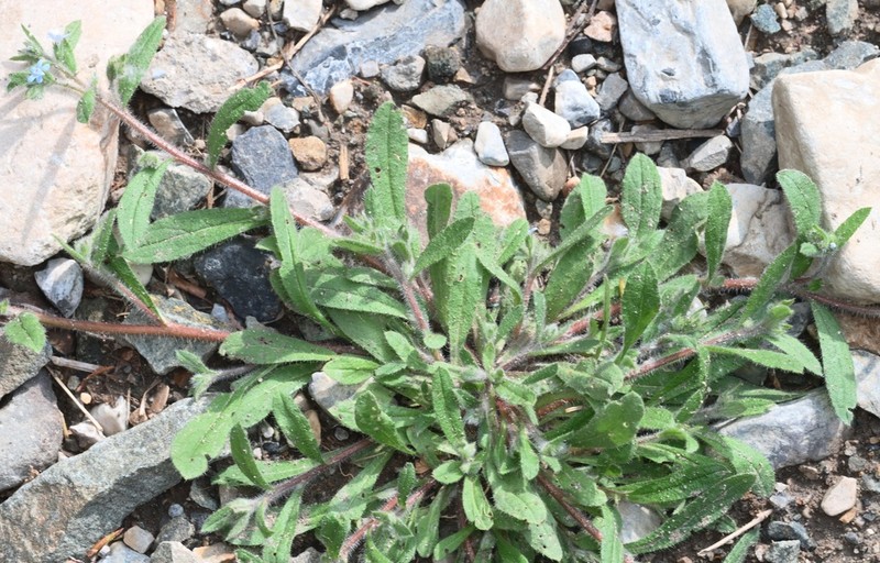 Bothriospermum longistylum photo 4