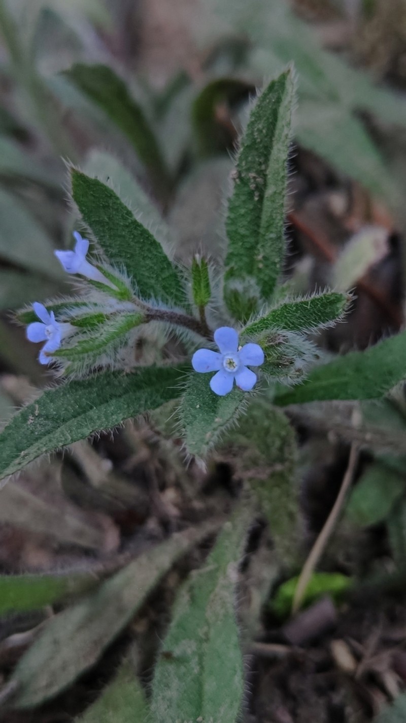 Bothriospermum longistylum photo 5