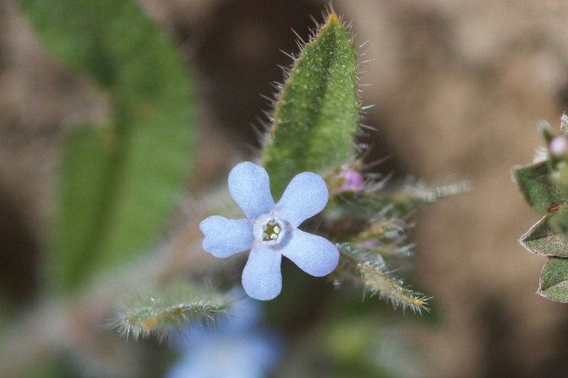 Bothriospermum longistylum photo 6