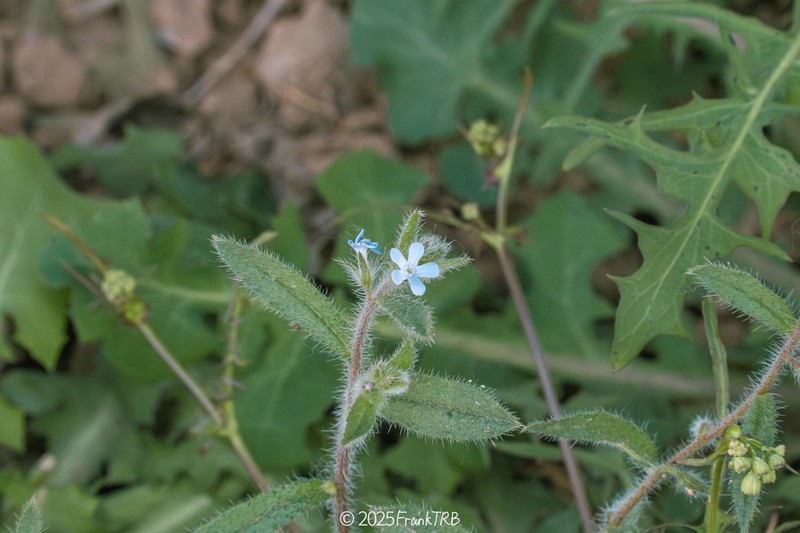 Bothriospermum longistylum photo 7