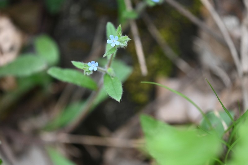 Bothriospermum longistylum photo 8