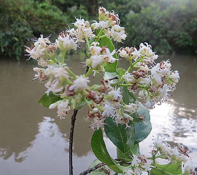 Bothriospora corymbosa