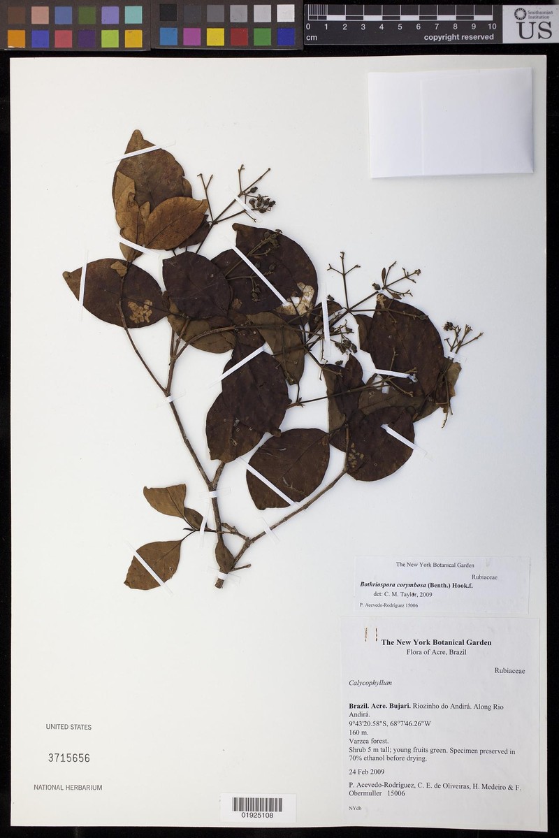Bothriospora corymbosa photo 2