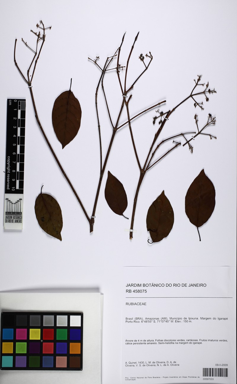 Bothriospora corymbosa photo 3