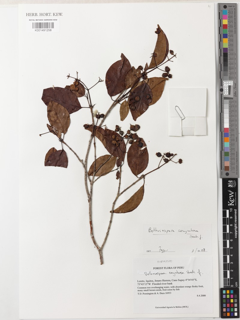 Bothriospora corymbosa photo 4