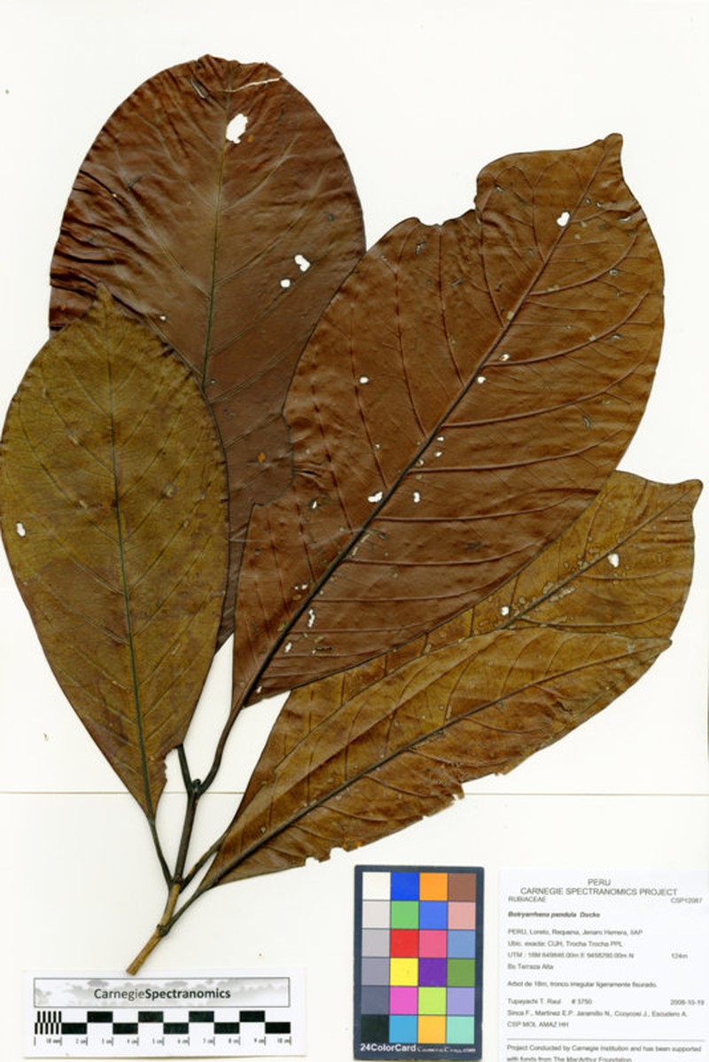 Botryarrhena pendula