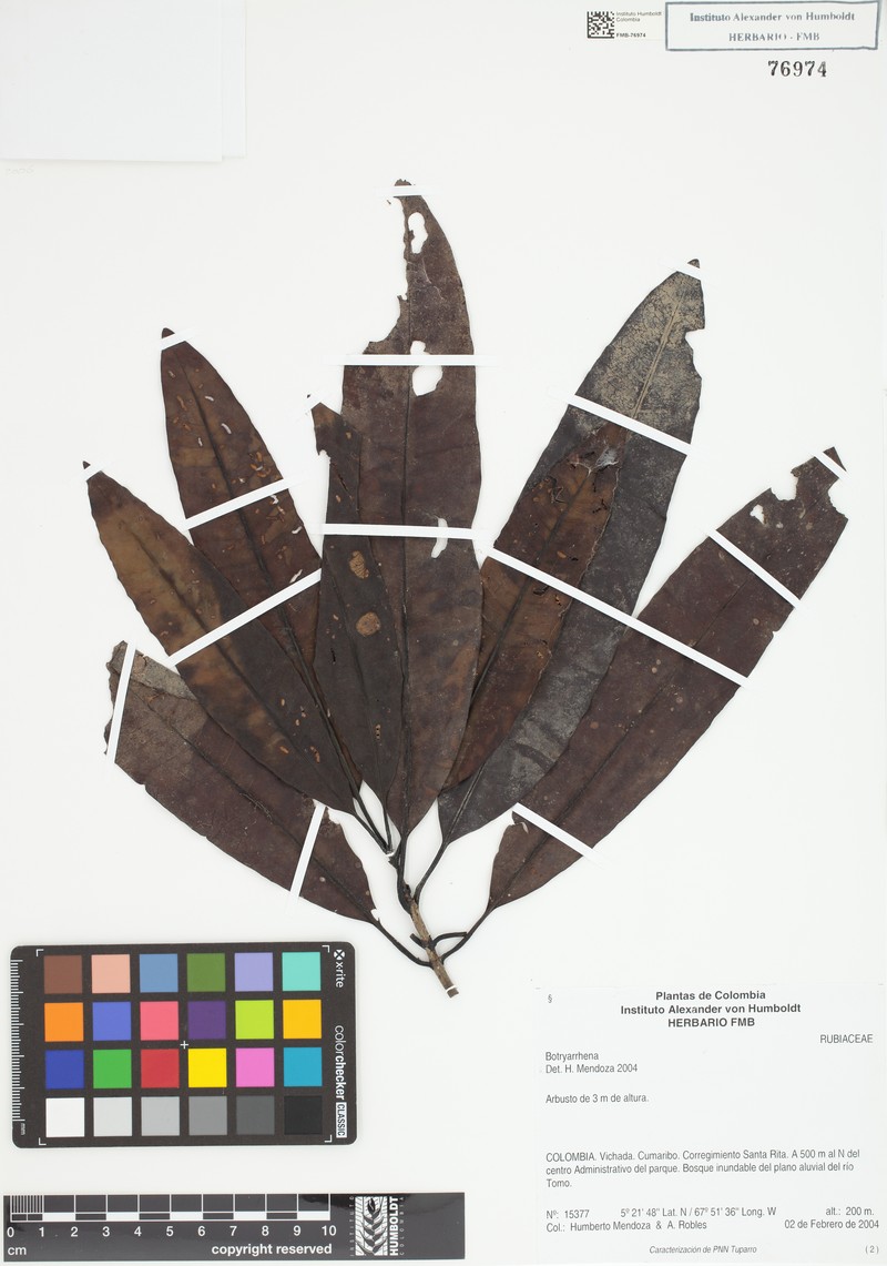 Botryarrhena pendula photo 3