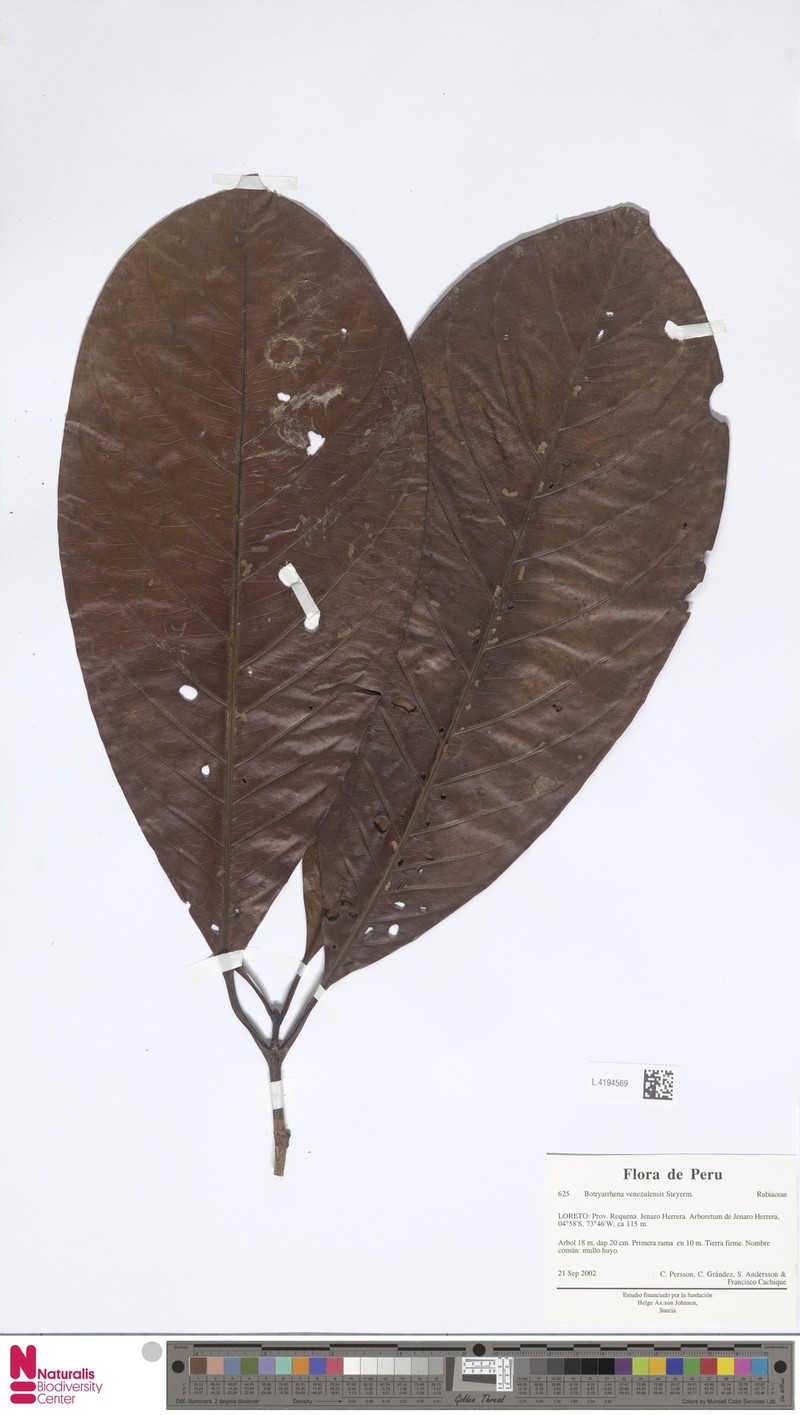 Botryarrhena venezuelensis