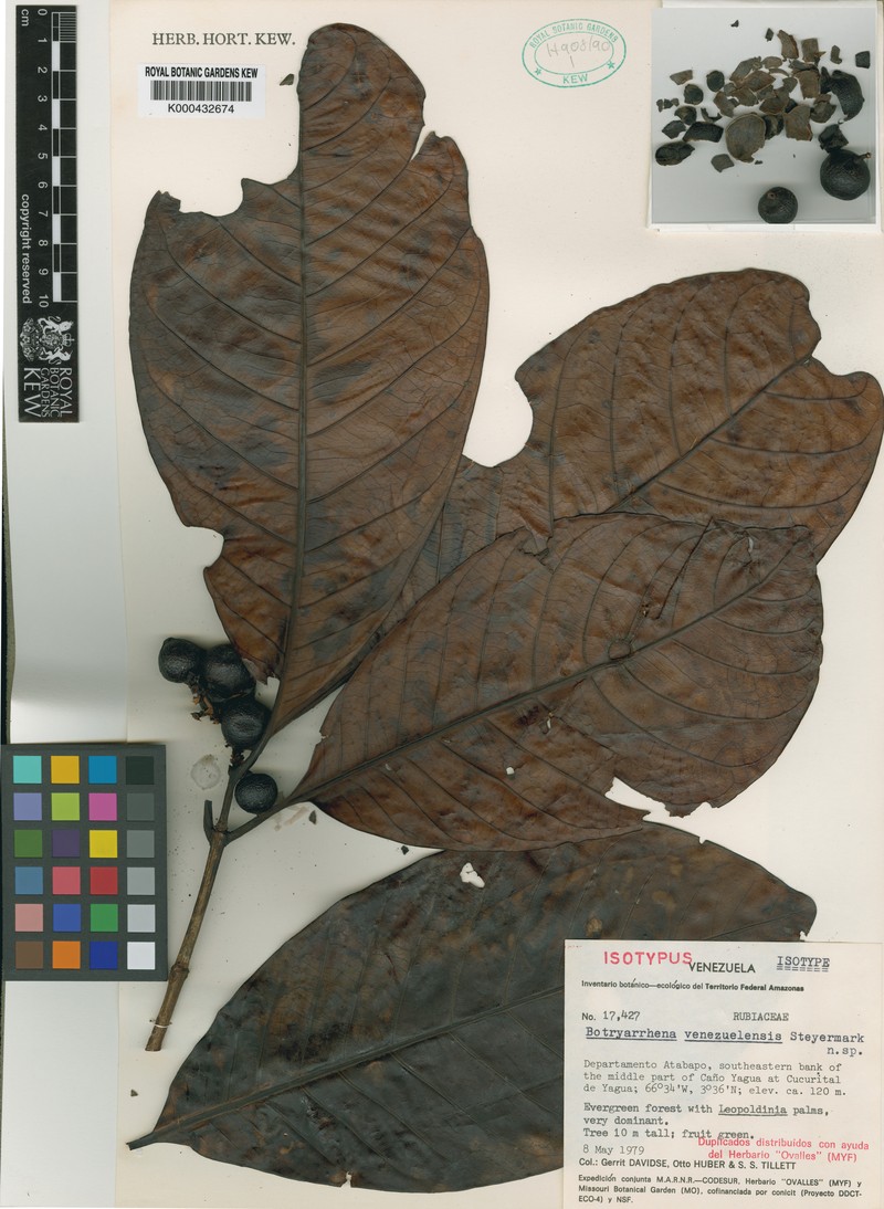 Botryarrhena venezuelensis photo 2