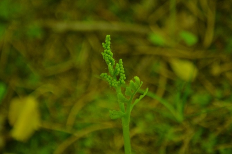 Tailed Grapefern