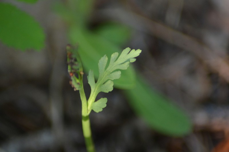 Tailed Grapefern photo 2