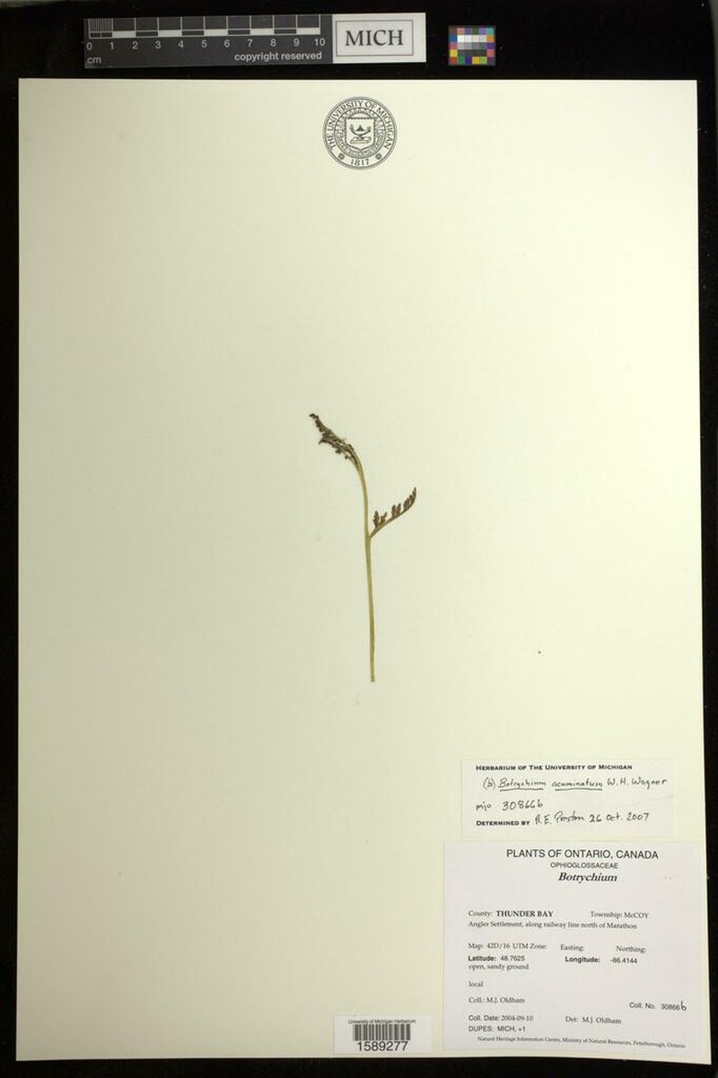 Tailed Grapefern photo 3