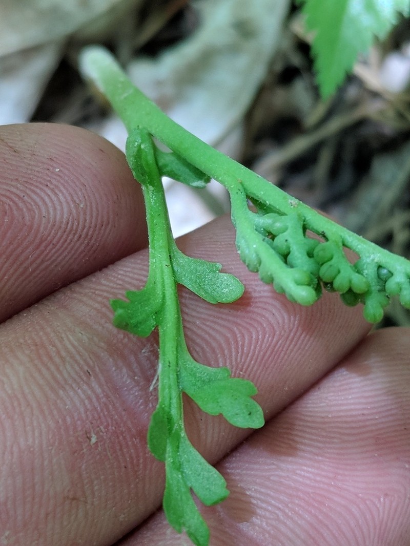 Tailed Grapefern photo 4