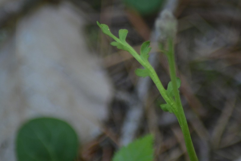 Tailed Grapefern photo 5