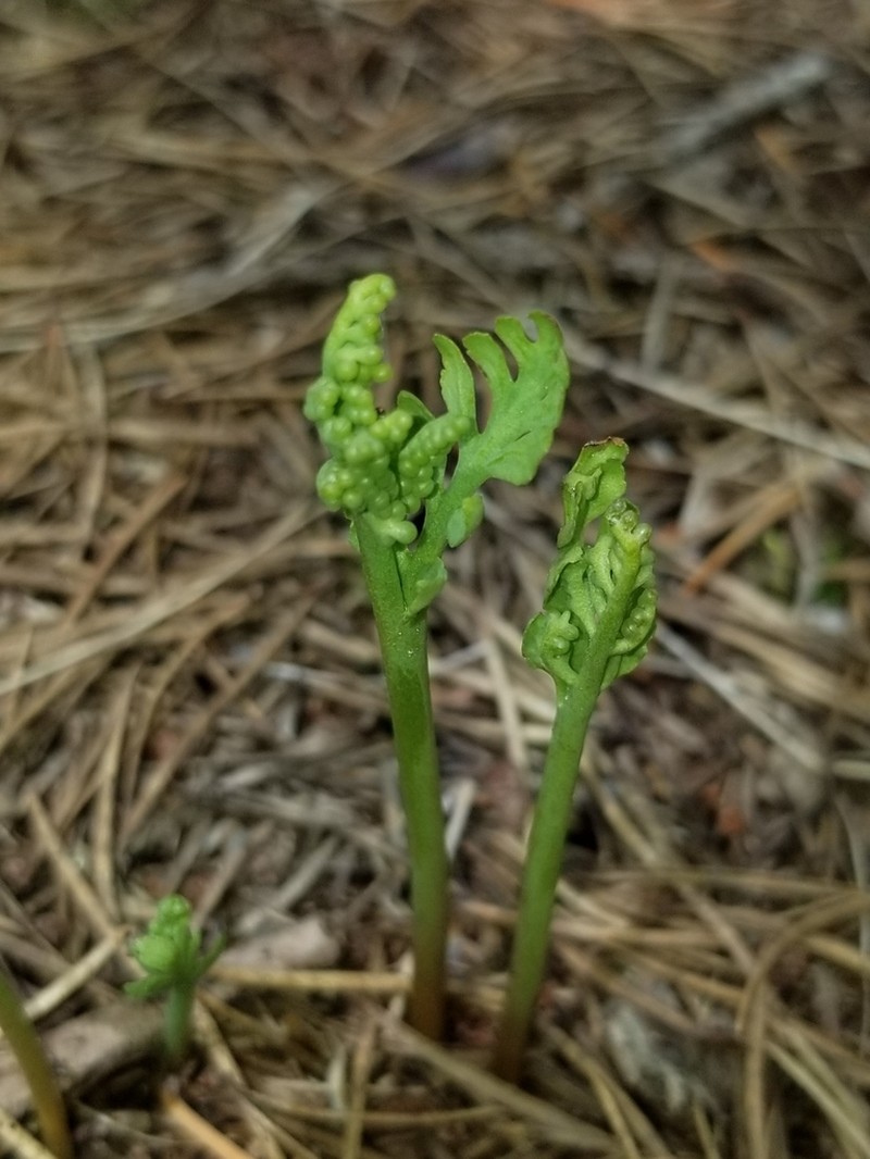 Tailed Grapefern photo 6