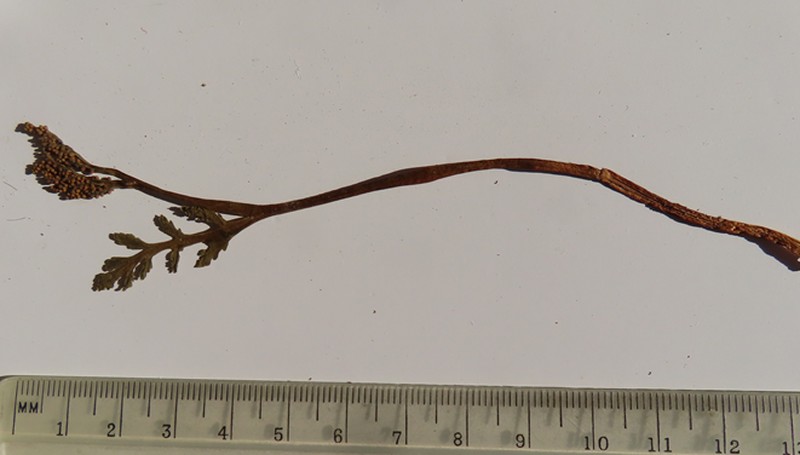 Tailed Grapefern photo 7