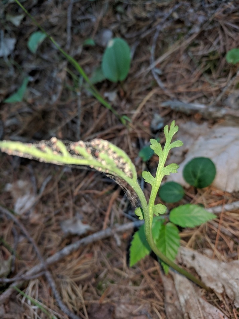 Tailed Grapefern photo 8