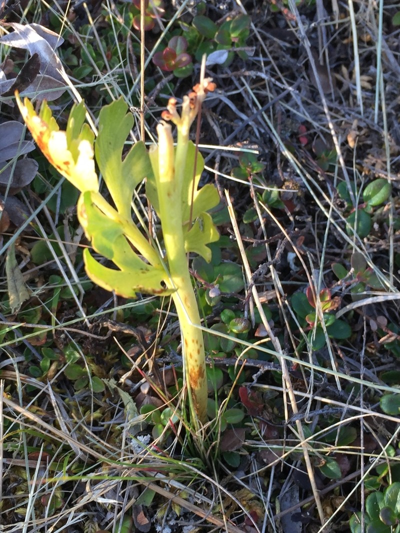 Alaska Moonwort