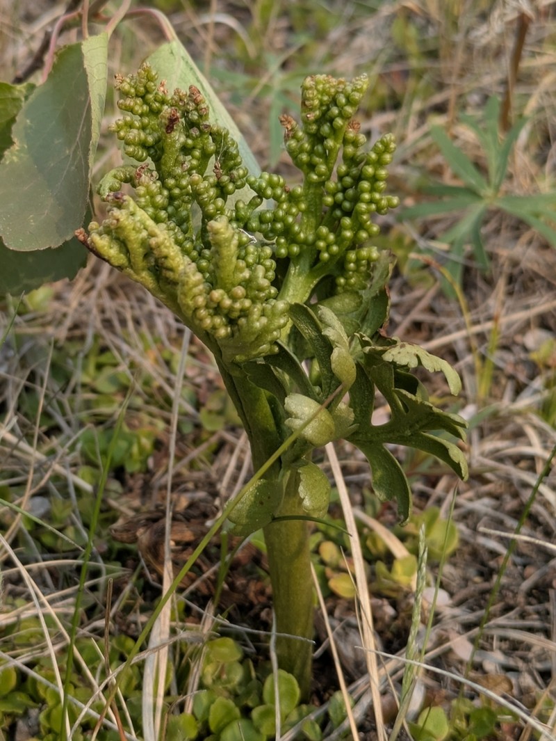 Alaska Moonwort photo 2