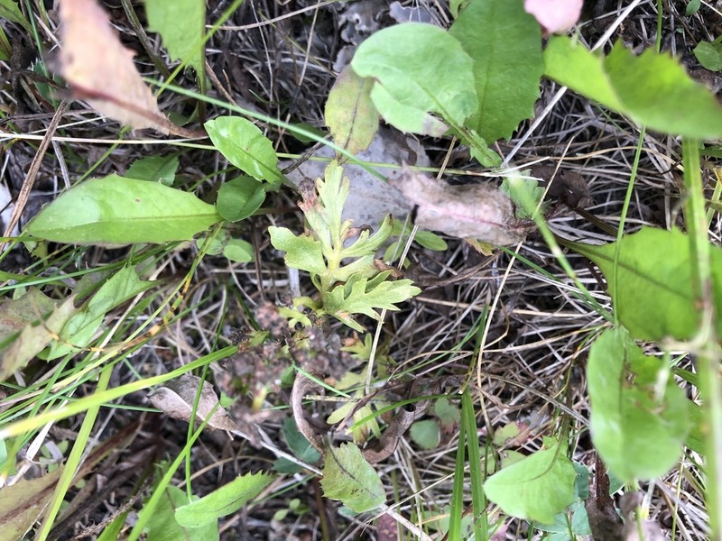 Alaska Moonwort photo 3