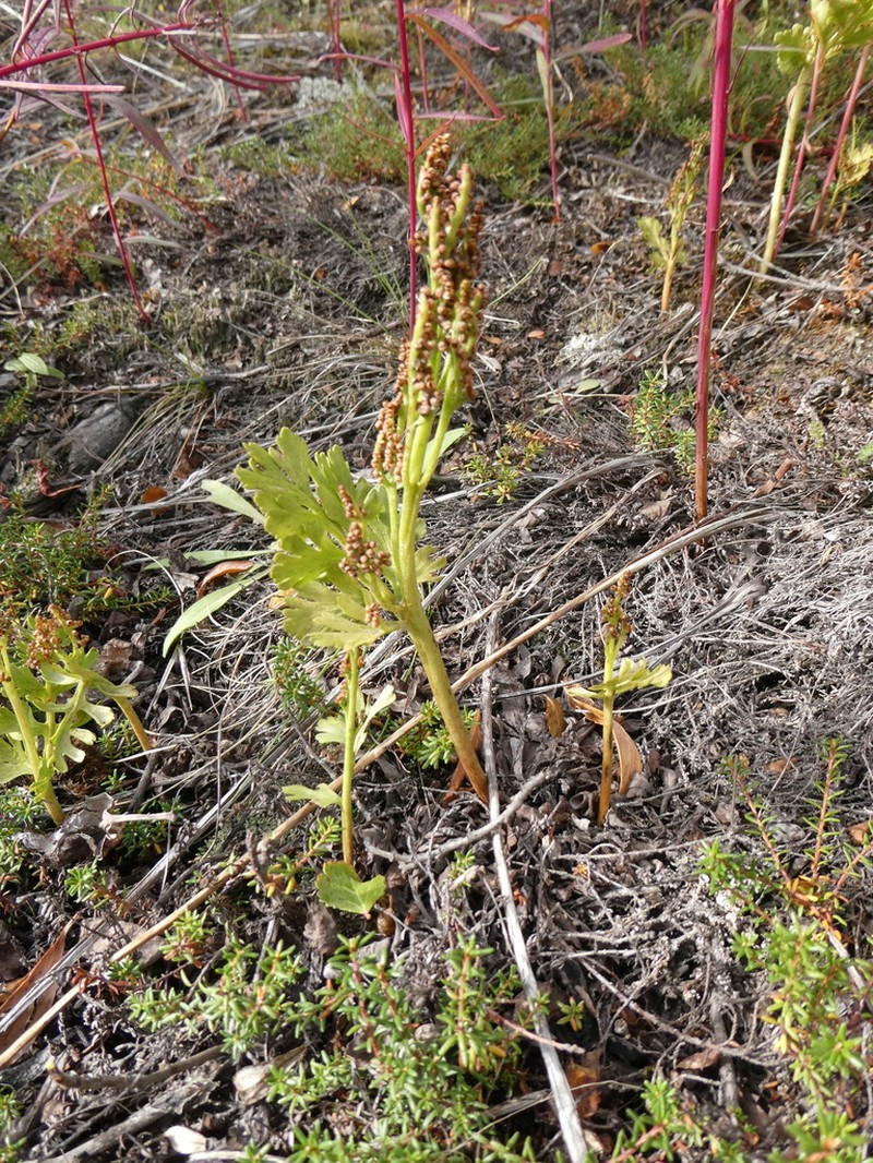 Alaska Moonwort photo 4