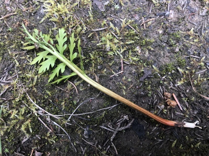 Alaska Moonwort photo 5