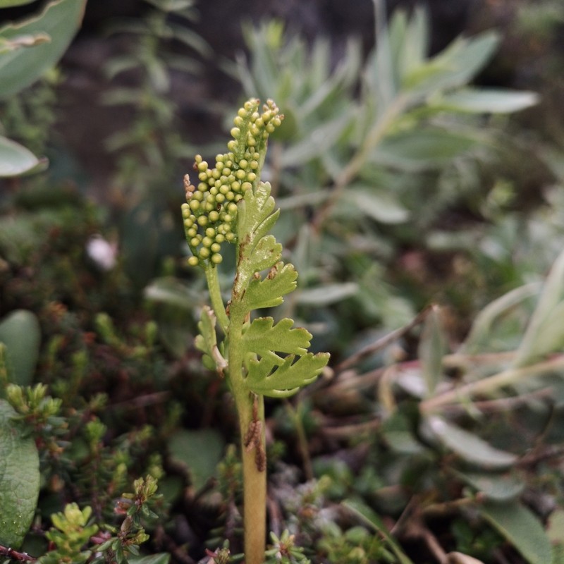 Alaska Moonwort photo 6