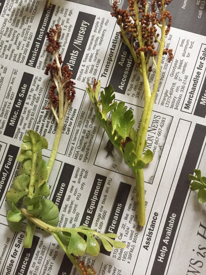 Alaska Moonwort photo 7