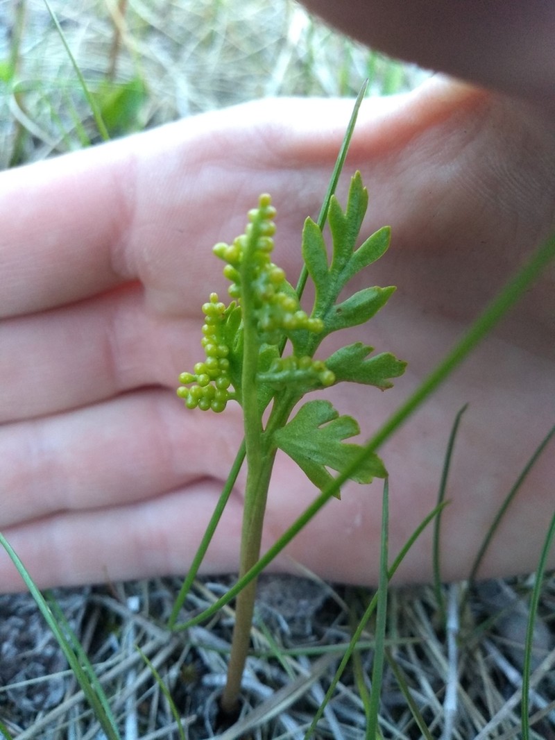 Alaska Moonwort photo 8