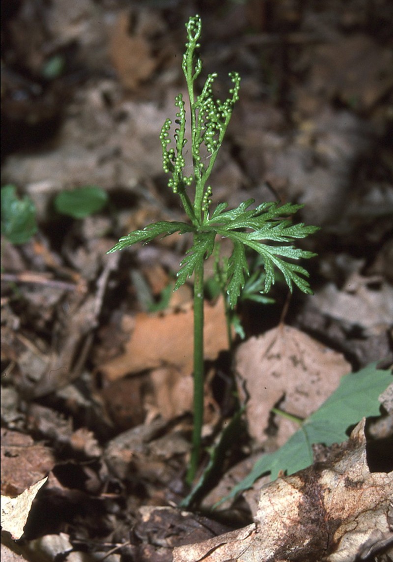 Botrychium angustisegmentum